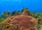 Safari Sea Beach: แก่งกระจาน ประจวบ ชุมพร