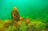 5 Out, Left 3: อารมณ์ทะเล ชุมพร