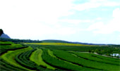 Tea Plantations ไร่ชาหัวใจของทัวร์เชียงราย