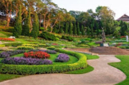 Tea Plantations ไร่ชาหัวใจของทัวร์เชียงราย