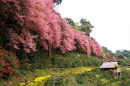 Tea Plantations ไร่ชาหัวใจของทัวร์เชียงราย