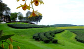 Tea Plantations ไร่ชาหัวใจของทัวร์เชียงราย