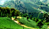 Tea Plantations ไร่ชาหัวใจของทัวร์เชียงราย