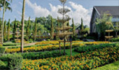 The Flowers 3วัน2คืน