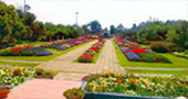 I, Fog flowers..... เชียงใหม่ แม่คำปอง กิ่วฝิ่น