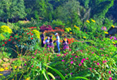 I, Fog flowers..... เชียงใหม่ แม่คำปอง กิ่วฝิ่น