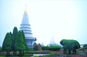 Cold Forest: เดินป่า ชมกิ่วแม่ปาน