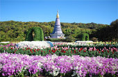 Cold Forest: เดินป่า ชมกิ่วแม่ปาน