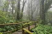 Cold Forest: เดินป่า ชมกิ่วแม่ปาน