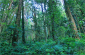 Cold Forest: เดินป่า ชมกิ่วแม่ปาน