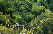 Cold Forest: เดินป่า ชมกิ่วแม่ปาน