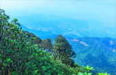 Cold Forest: เดินป่า ชมกิ่วแม่ปาน