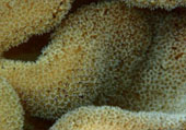 The Dream: ไปให้สุดปลายฝัน Raja Ampat by JC Tour