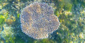 The Dream: ไปให้สุดปลายฝัน Raja Ampat by JC Tour