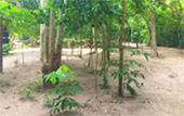 Earth Entertain: กระบี่ 4 วัน