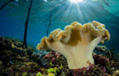 Escaped to Nature Raja Ampat by JC Tour