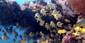 Escaped to Nature Raja Ampat by JC Tour