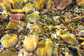 On Hidden Beaches ดำน้ำจากริมหาดเกาะเต่า Deep Inside: เกาะเต่า ดำน้ำตื้น รอบบ่าย