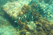 On Hidden Beaches ดำน้ำจากริมหาดเกาะเต่า Deep Inside: เกาะเต่า ดำน้ำตื้น รอบบ่าย