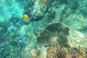 On Hidden Beaches ดำน้ำจากริมหาดเกาะเต่า Deep Inside: เกาะเต่า ดำน้ำตื้น รอบบ่าย