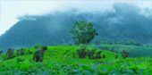 Kimberlite Circle: แม่ฮ่องสอน 4 วัน 3 คืน