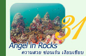 Angel in Rocks 3วัน2คืน Angel in Rocks 3วัน2คืน