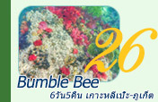 Bumble Bee 6วัน5คืน ไม่รู้ ยิ่งสนุก และทำได้ Bumble Bee 6วัน5คืน ไม่รู้ ยิ่งสนุก และทำได้