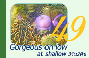 Gorgeous on low at shallow Gorgeous on low at shallow