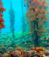 Coral Game 6Days 5Nights Raja-Ampat